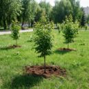 В Городском саду Улан-Удэ высадили около 50 новых деревьев В Городском саду Улан-Удэ высадили около 50 новых деревьев